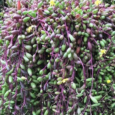 Othonna capensis "ruby necklace"