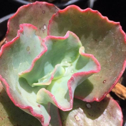 Echeveria crinoline