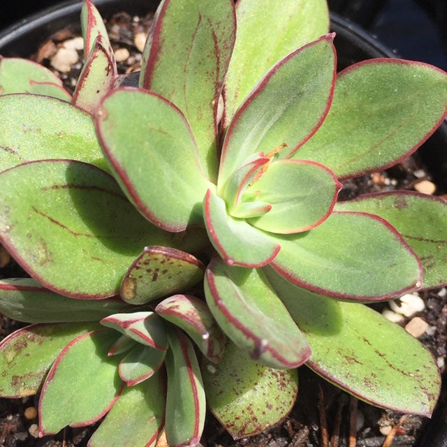 Echeveria painted lady