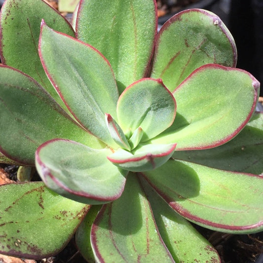 Echeveria painted lady