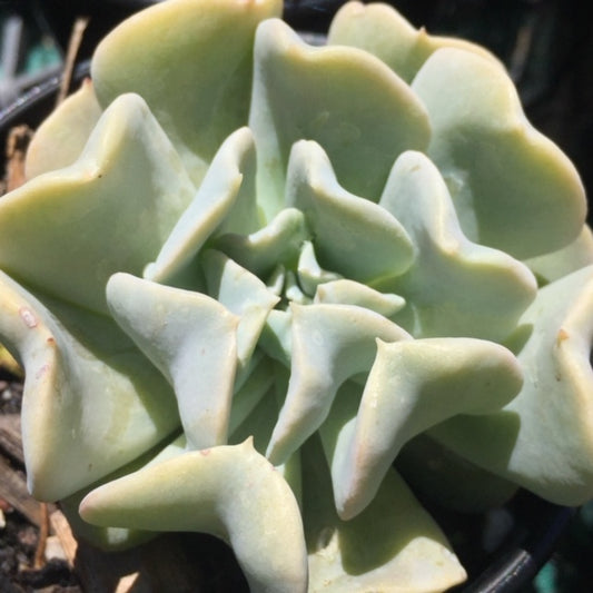 Echeveria topsy turvy