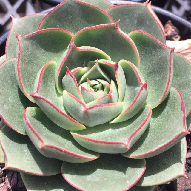 Echeveria longissima var. longissima