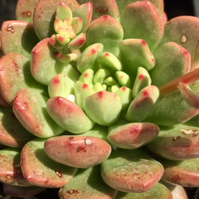 Graptoveria pink ruby/ "Bashful"