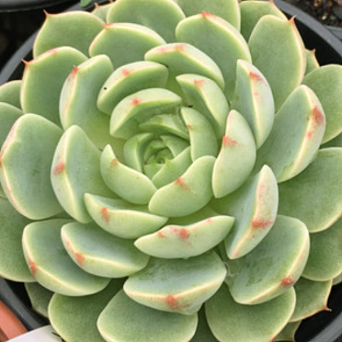 Echeveria ben badis