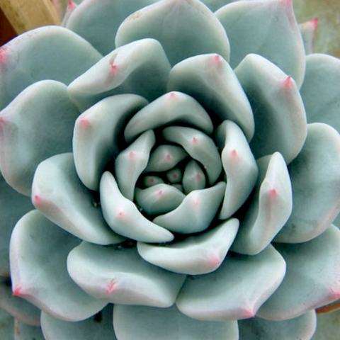 Echeveria blue bird