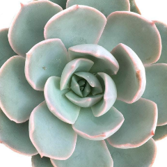 Echeveria morning beauty